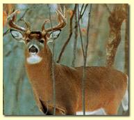 Deer Image